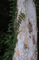 videiras em árvore e de madeira fundo foto