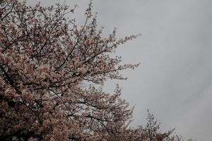 uma grupo do Rosa sakura cereja Flor dentro Primavera foto