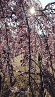 uma grupo do Rosa sakura cereja Flor dentro Primavera foto