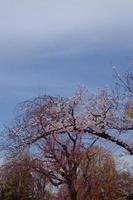 uma grupo do Rosa sakura cereja Flor dentro Primavera foto