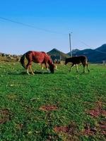 experiência a majestoso vista do cavalos e pôneis comendo em topo do uma montanha, uma viagem para dentro a coração do natureza graça e serenidade foto