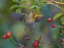 comum chiffchaff - filoscopo collybita - flutuar dentro voar com espalhado asas dentro procurar para inseto Comida profundo dentro denso rosa arbusto foto