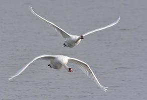 par do adulto mudo cisnes - cygnus olor - juntos dentro entrada voar sobre cinzento águas dentro outono estação foto