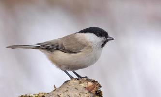 adulto pântano tit - poecil Palustris - agradável empoleirado em pequeno ramo com limpar \ limpo inverno fundo foto