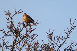 mistle tordo turdus viscívoro, lagan rio, belfast, norte Irlanda, Reino Unido foto