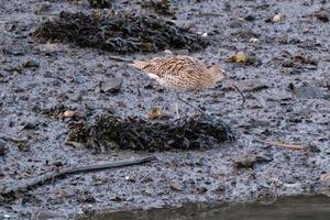 eurasian maçarico numênio arquata, victoria parque, belfast, norte Irlanda, Reino Unido foto