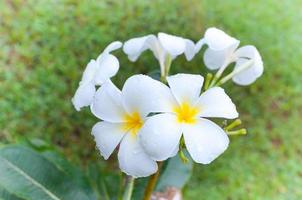 lindo branco frangipani plumeria tropical flor com água gotas dentro chuvoso dia foto
