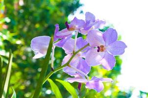 lindo orquídea flores tolet híbrido vanda estão florescendo dentro a jardim foto