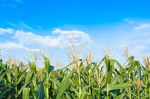 campo de milho em dia claro, árvore de milho em terras agrícolas com céu azul nublado foto