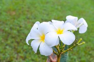 lindo branco frangipani plumeria tropical flor com água gotas dentro chuvoso dia foto