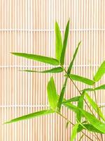bambu fresco contra uma esteira de bambu foto