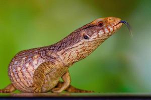 a panana azul língua lizzard foto