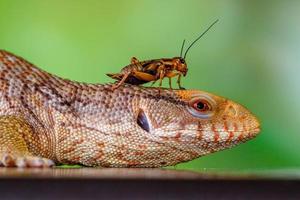 a panana azul língua lizzard foto