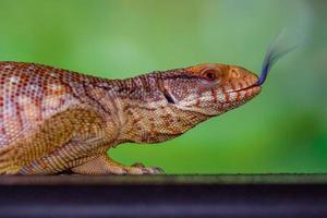 a panana azul língua lizzard foto