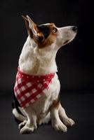 cachorro corgi galês tricolor no estúdio em um fundo preto foto