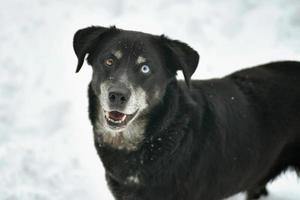 retrato de cachorro preto fofo na neve fresca branca foto