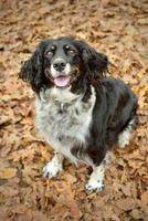 Springer Spaniel Inglês sentado em folhas de outono foto