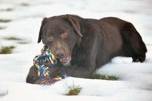 retrato de um labrador chocolate fofo e engraçado brincando na neve foto