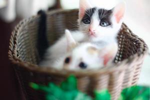 fofa pequeno gatinho dentro uma vime cesta. seletivo foco. foto