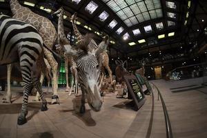 Paris, França novembro 18 2021 evolução galeria museu do natural história grande galerie de evolução foto