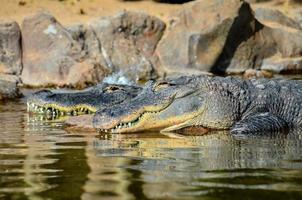 crocodilos às a jardim zoológico foto