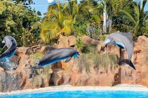 golfinhos às a jardim zoológico foto