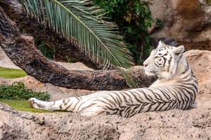 tigre branco no zoológico foto