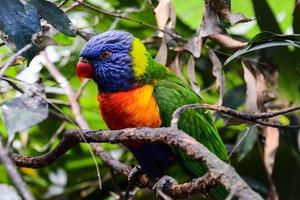 pequeno papagaio dentro a jardim zoológico foto