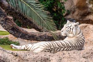 tigre branco no zoológico foto