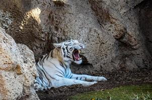 tigre branco no zoológico foto