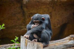 chimpanzé às a jardim zoológico foto
