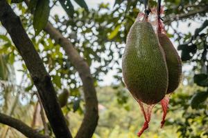 verde abacate fruta pronto para colheita estação em a jardim. a foto é adequado para usar para jardim fundo, fruta conteúdo meios de comunicação e natureza poster.