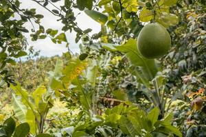 grande laranja fruta árvore quando colheita estação chamado jeruk bali. foto é adequado para usar para natureza fundo, botânico poster e natureza conteúdo meios de comunicação.