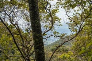 a caminho indo para profundo floresta quando Primavera tempo. a foto é adequado para usar para aventura conteúdo meios de comunicação, natureza poster e floresta fundo.