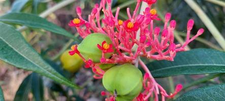 planta ornamental jatropha podagrica com folhas verdes, fechar foto