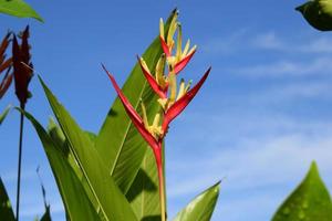 criativo disposição fez do ornamental plantar heliconia Hirsuta e azul céu fundo.natureza conceito foto