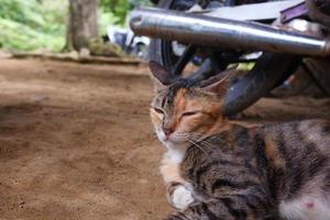 a adulto fêmea gato relaxante ao ar livre foto