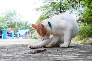 uma branco masculino gato é jogando ao ar livre foto