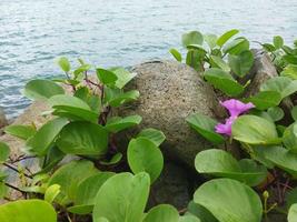 ipomoea pes-caprae plantae foto