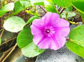 ipomoea pes-caprae plantae foto