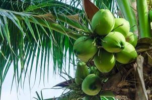 fruto de coqueiro foto