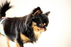 cachorro parado em pet shop foto