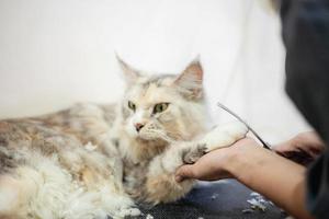 mulher segurando o pé de um gato enquanto aparava o cabelo foto