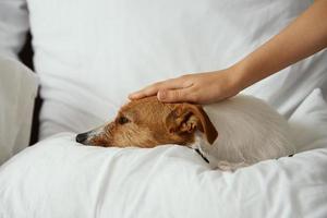 cachorro em repouso às a cama e mão acariciando dele cabeça foto