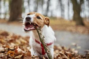 cachorro brinca com um galho na floresta de outono foto