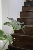 planta monstera perto da escada foto