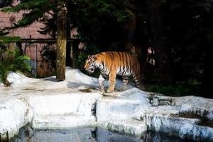 seletivo foco do siberian tigres quem estão caminhando vagaroso dentro seus gaiolas. foto