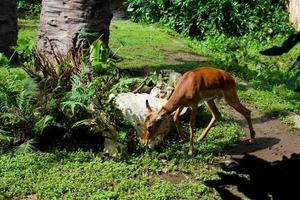 seletivo foco do impala quem é comendo dentro dele jaula. foto