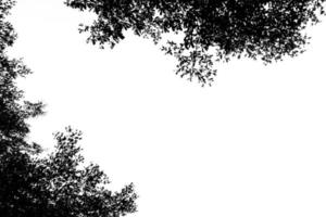 galhos pretos de árvores no fundo branco foto