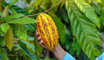 agricultura amarelo maduro cacau vagens dentro a mãos do uma Garoto agricultor, colhido dentro uma cacau plantação foto